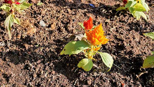 celosia plants at home