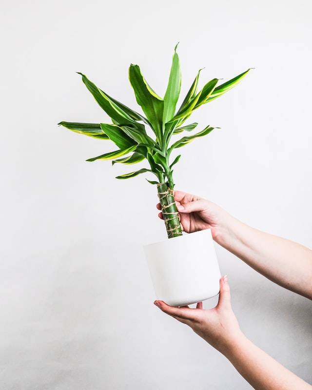 dracaena