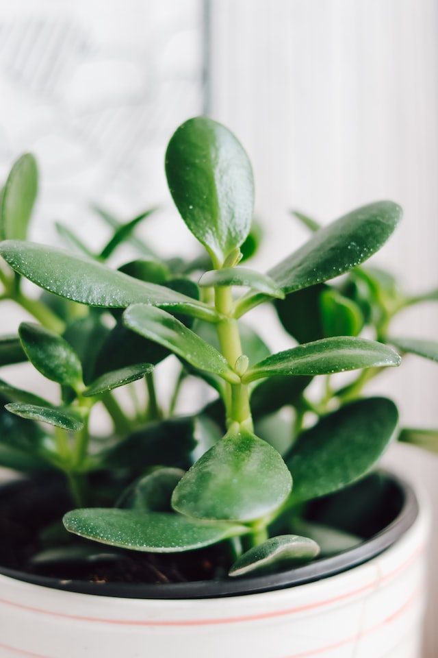jade plant