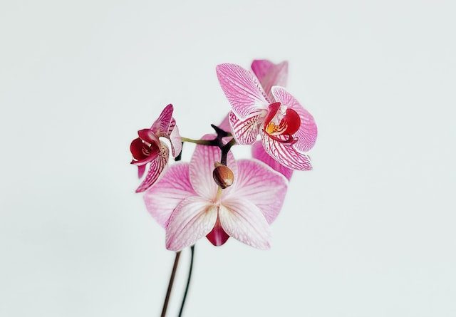 orchid plant