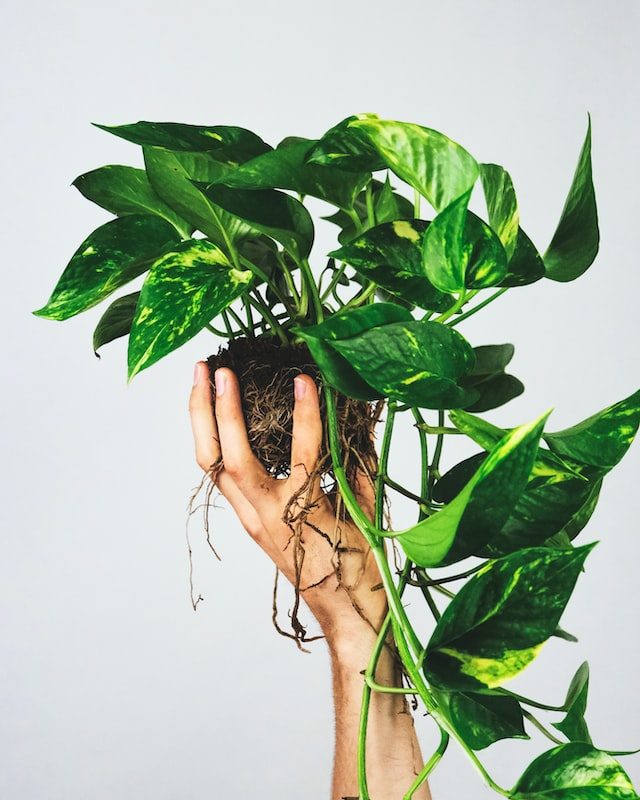 pothos plant