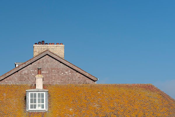 roof crickets