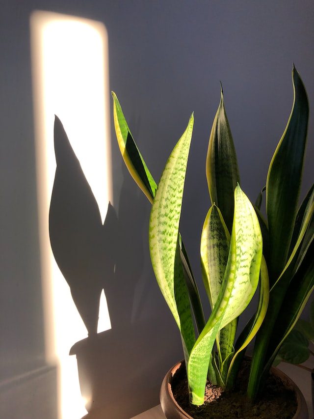 sansevueria plant