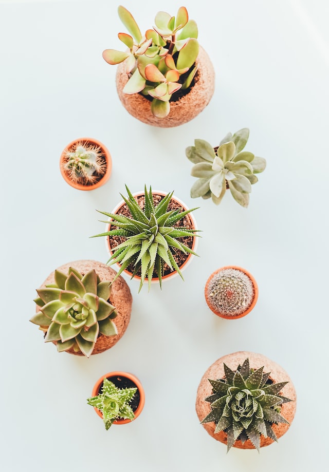 winter plants for home