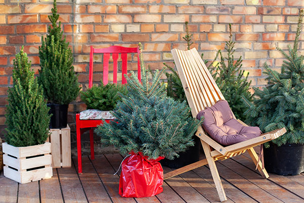 winter porch with trees