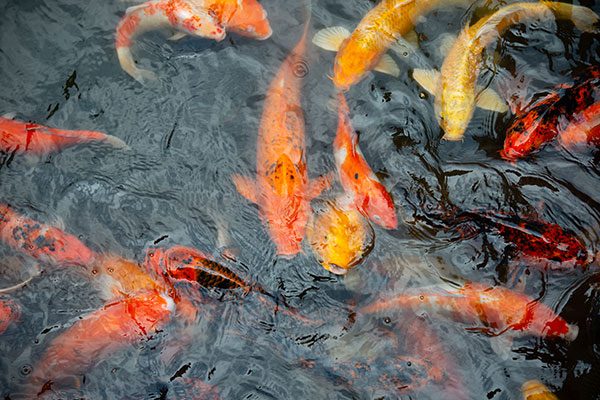 koi pond winter