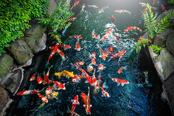 koi pond