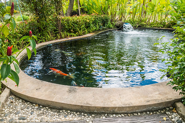 plants in koi pond