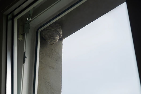 wasp hive in home