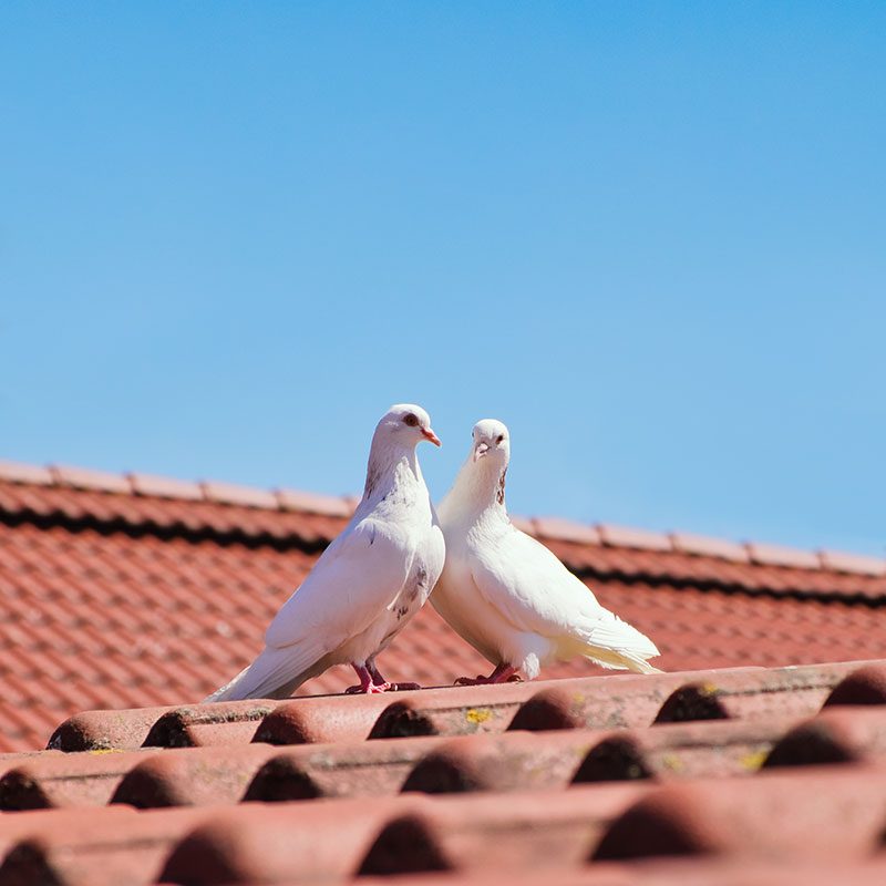 birds on roof