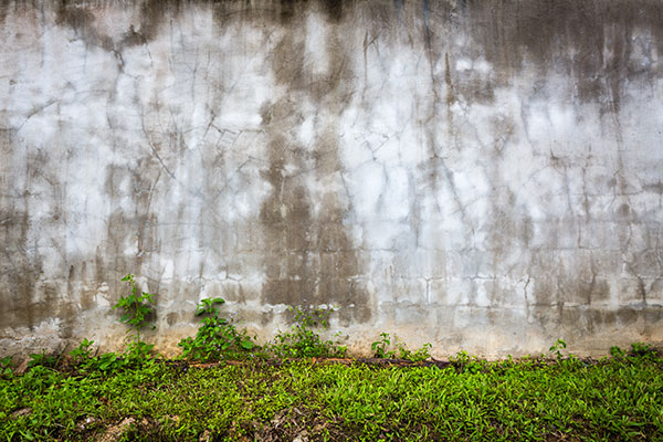 mold in walls