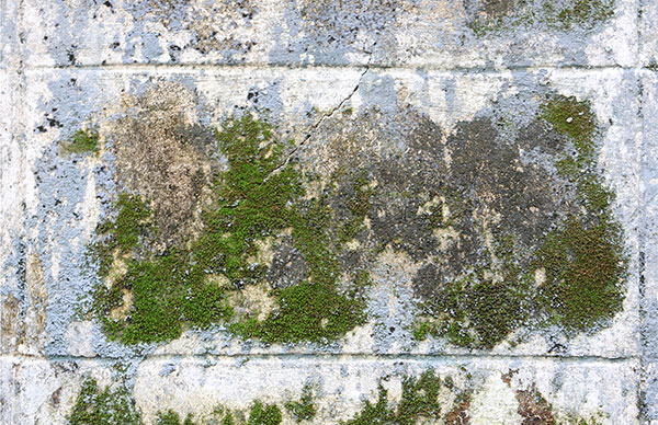 mold outdoors