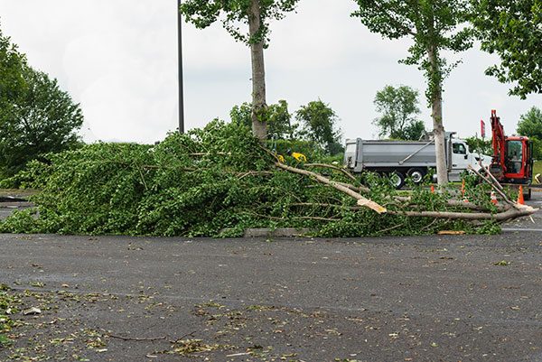 tree falling on homec