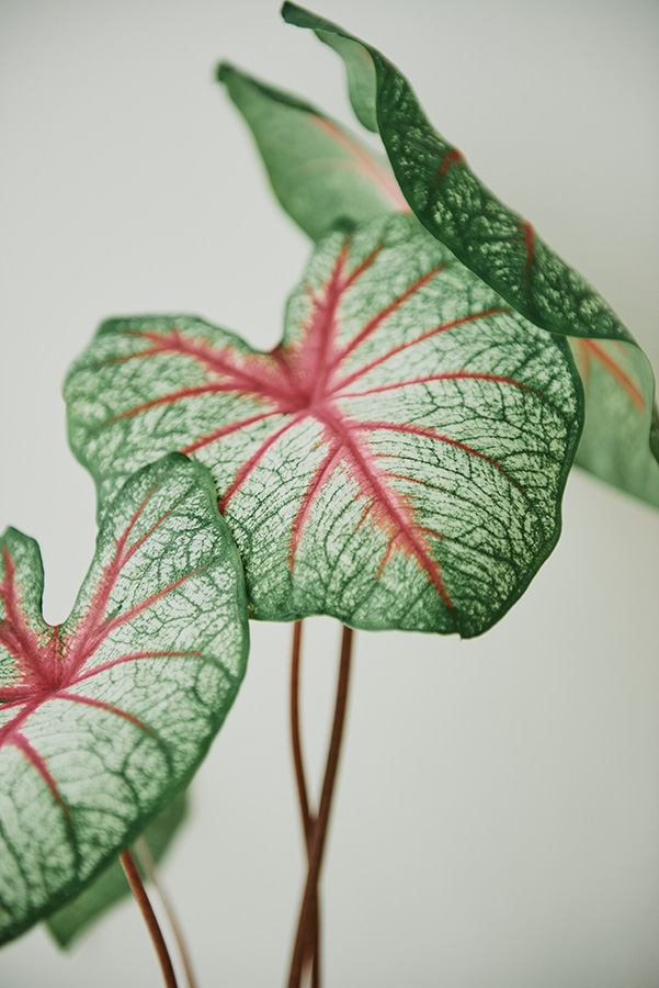 Birkin Philodendron care
