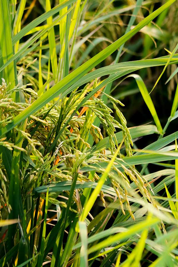 crabgrass in garden