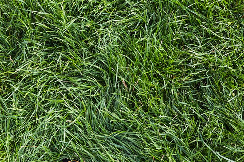 crabgrass