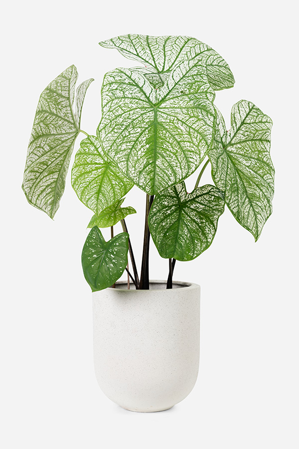 indoor plants care