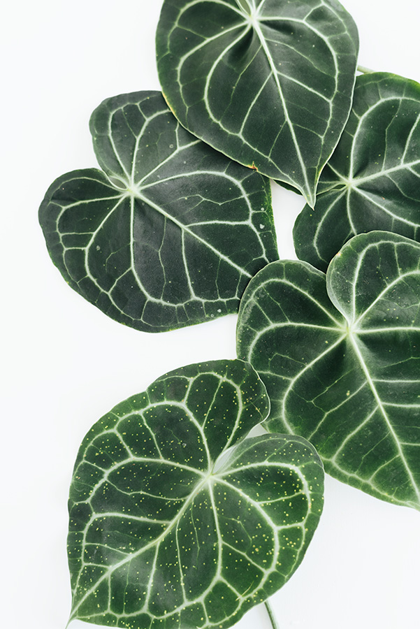 taking care of Birkin Philodendron