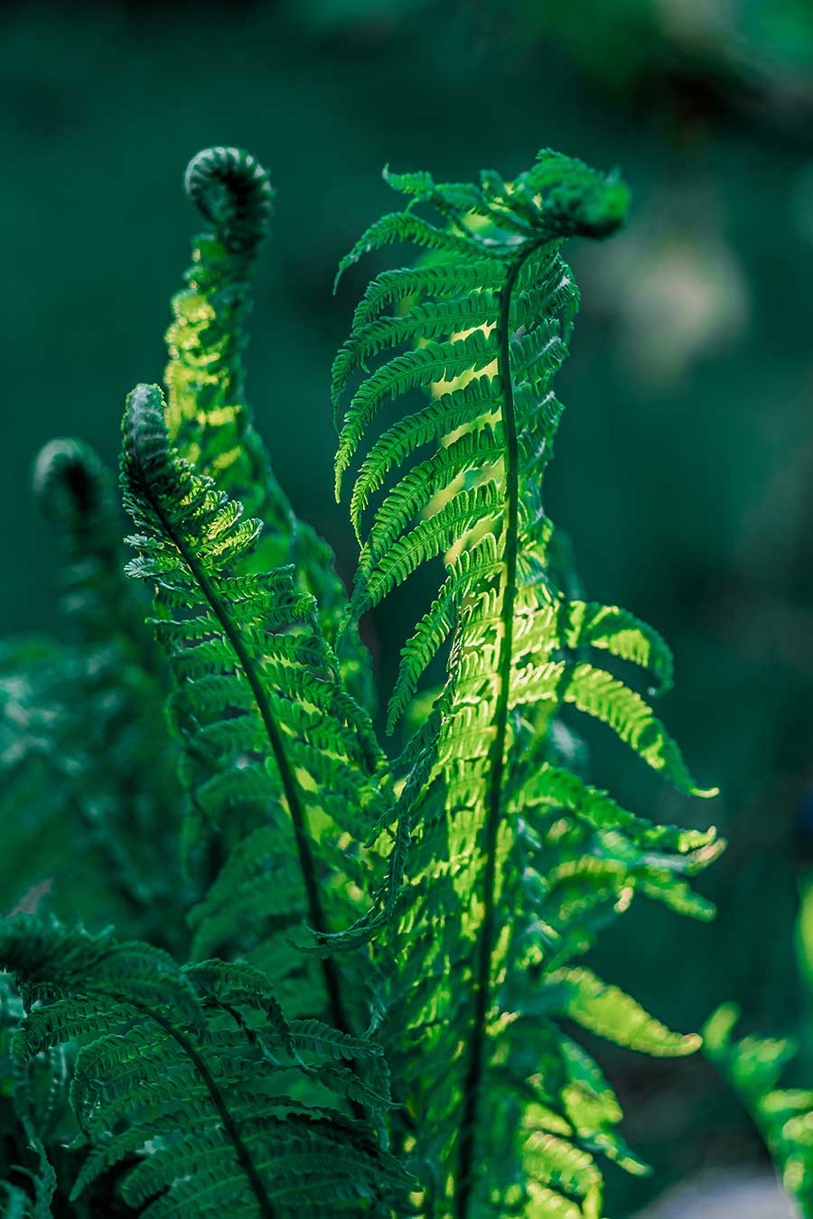 Asparagus Fern