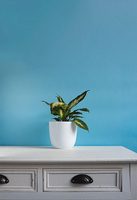 Dieffenbachia in bath