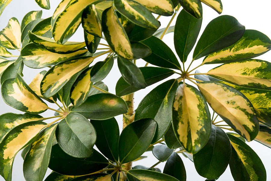 Weeping Fig