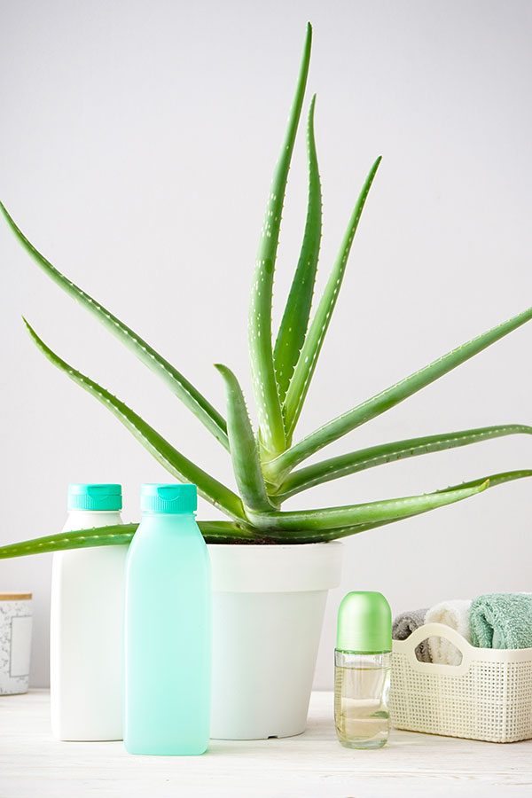 aloe vera