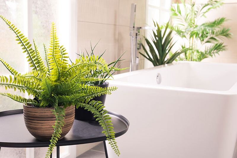 boston fern in bath