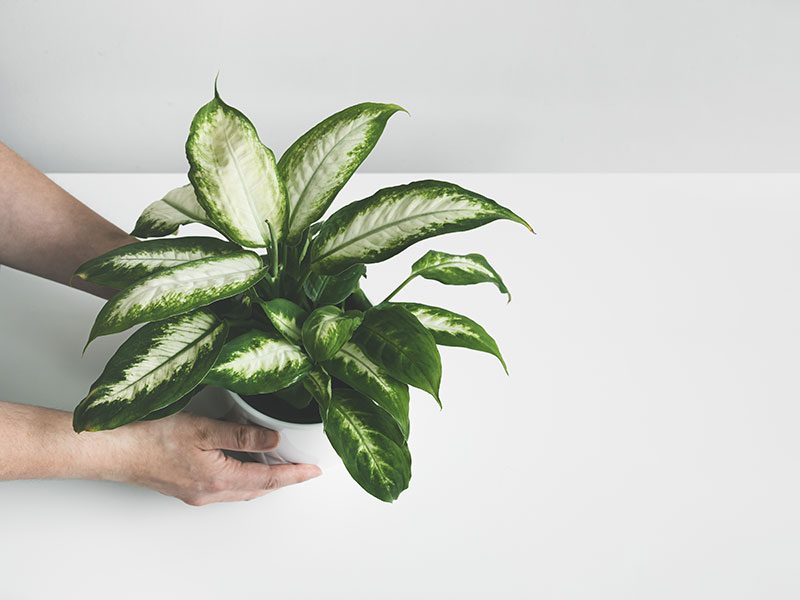 depressed dieffenbachia