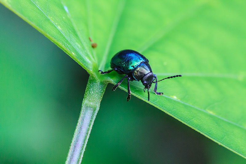 get rid of may bugs