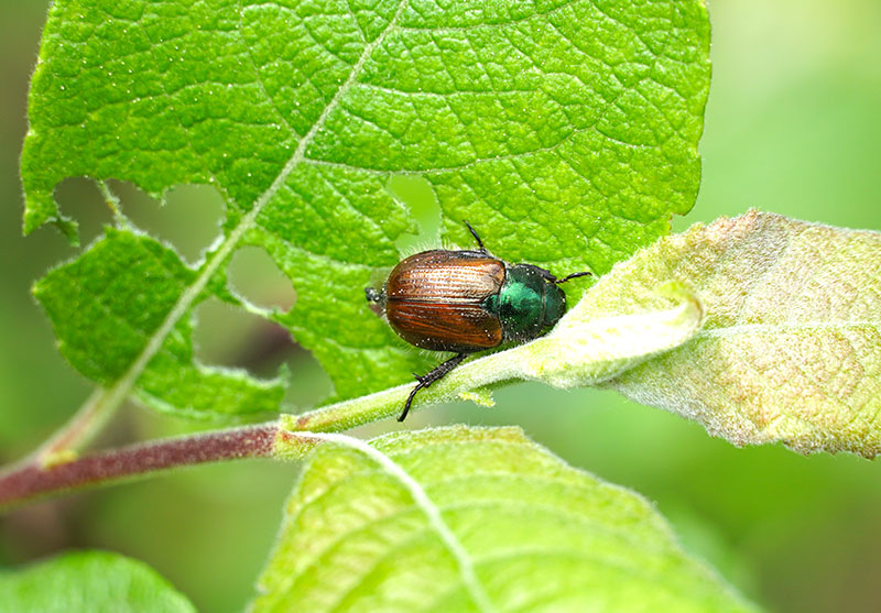 how to get rid of june bugs