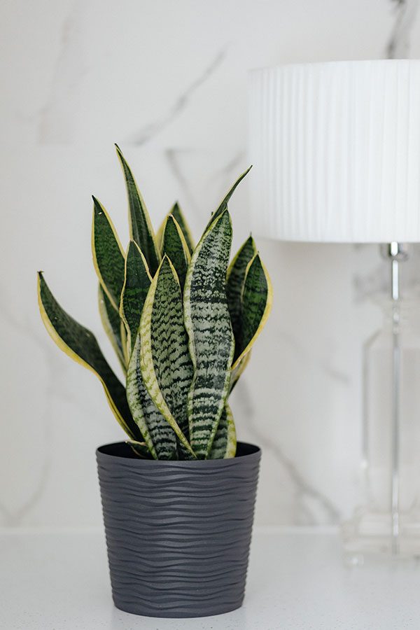 snake plant in bath