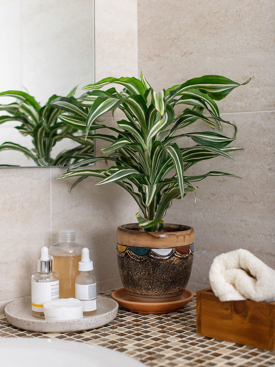 spider plant