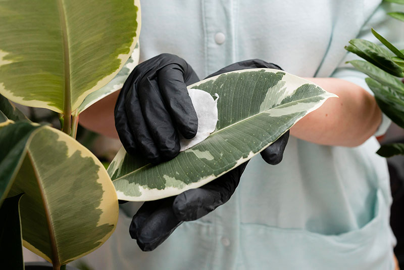 taking care of dieffenbachia