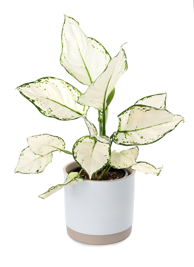 types of dieffenbachia