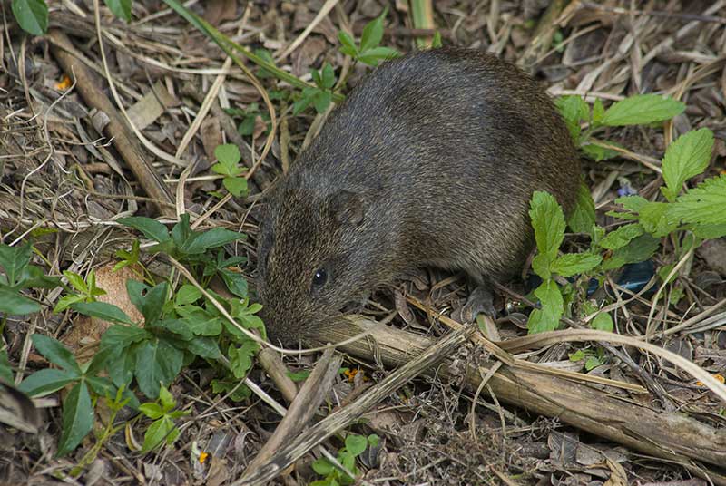 vole in garden