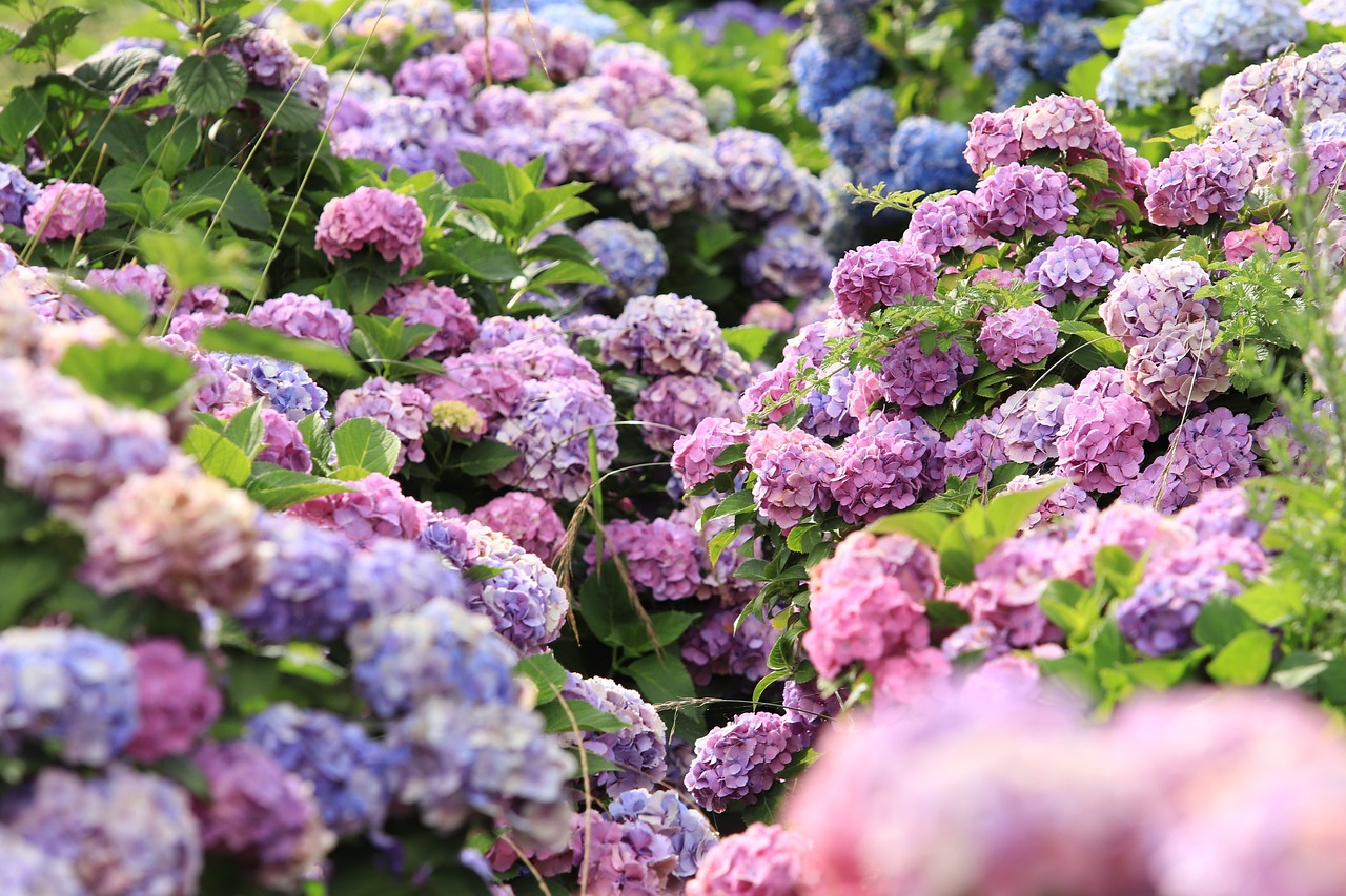 Hydrangeas flowers garden