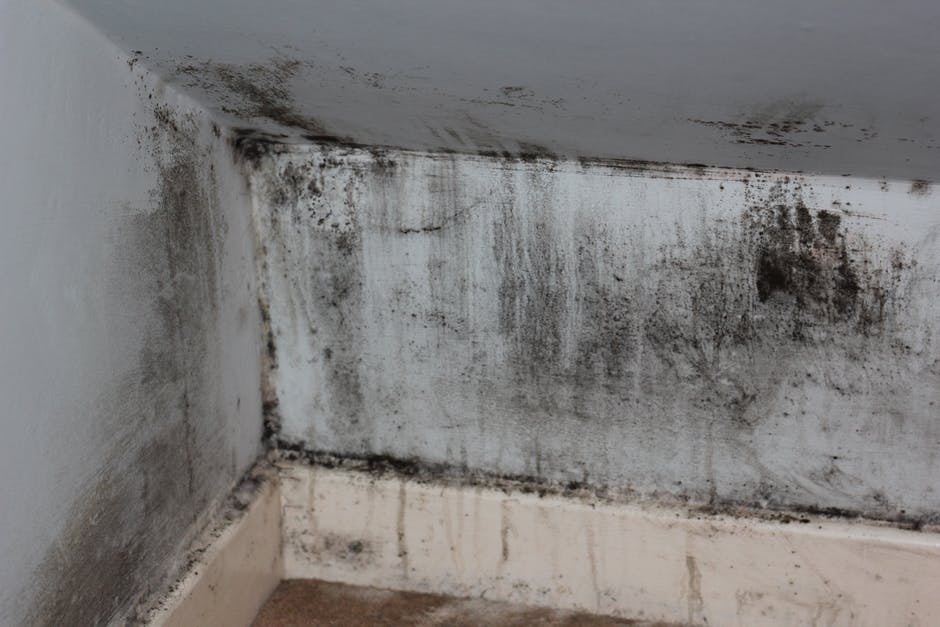 Removing Mold