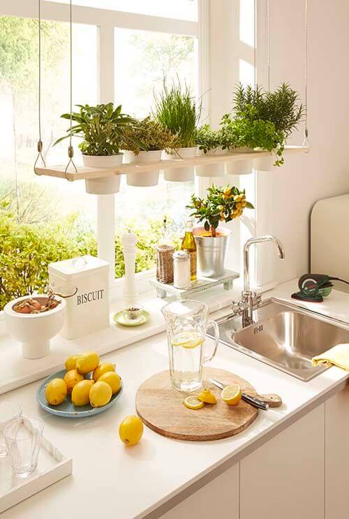 indoor plants