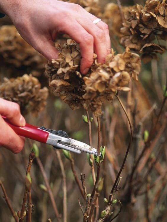 pruning shrubs