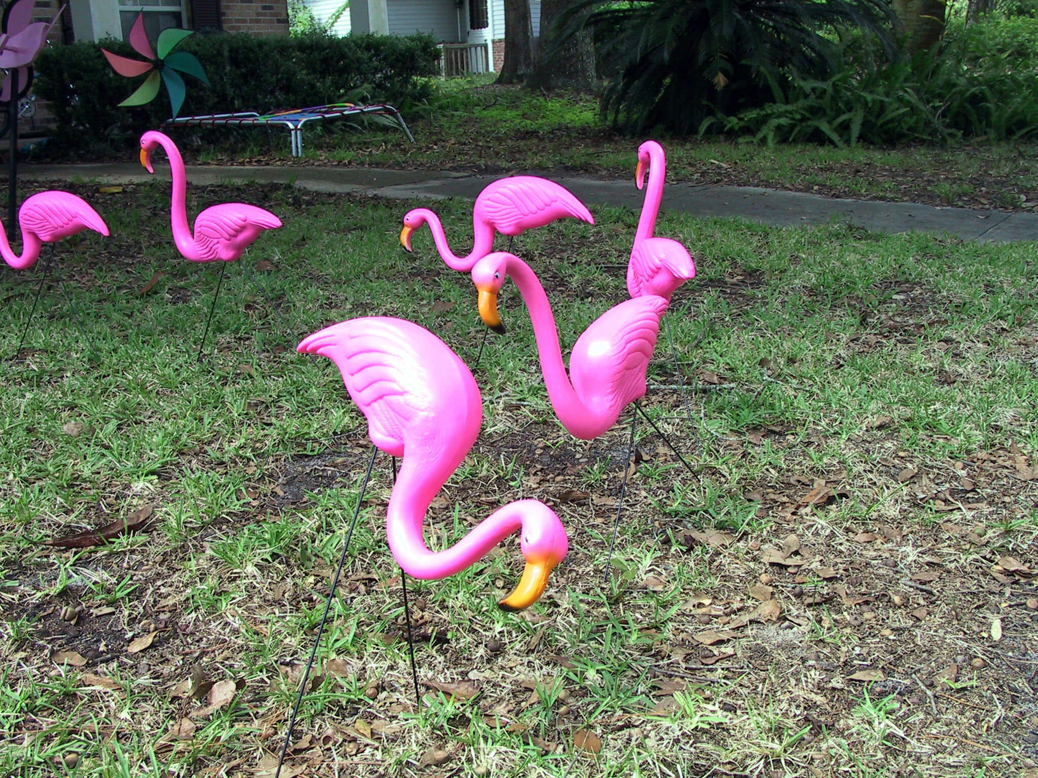 plastic flamingos