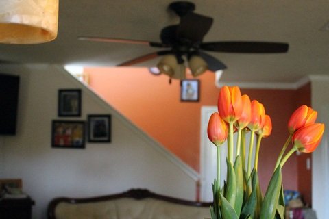 plants in vases