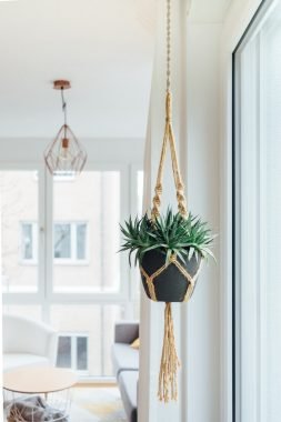 Hanging plants