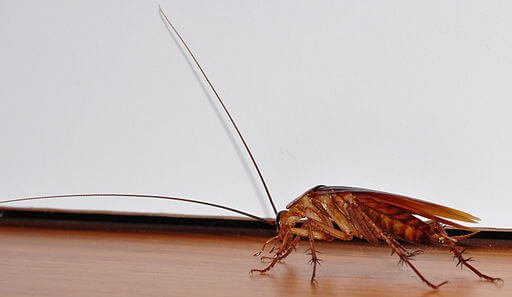 cockroach disease
