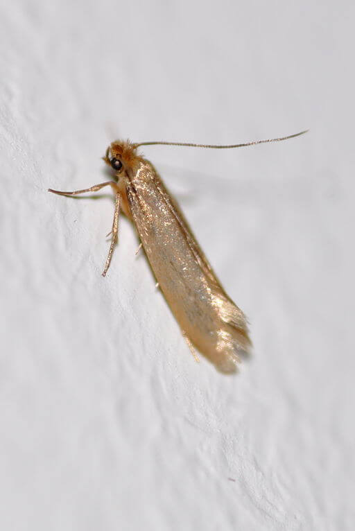 Pantry-Moths
