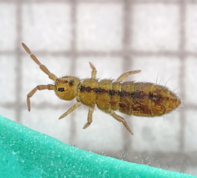 springtail-bug