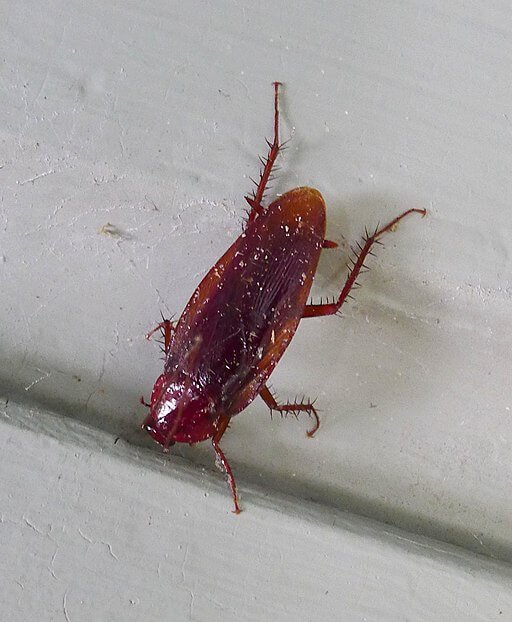 cockroach