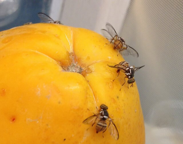 Fruit flies on decaying fruit