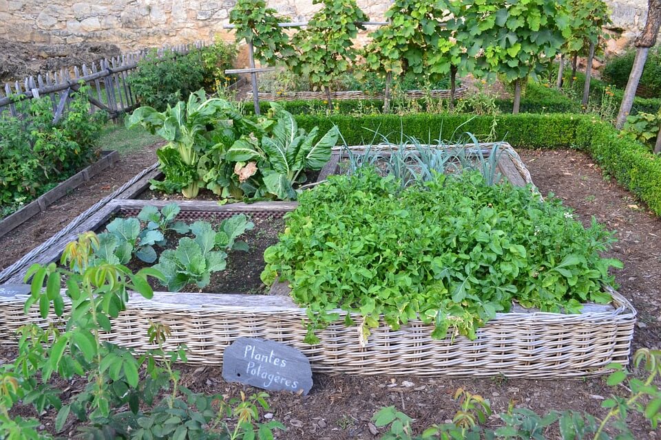 https://content.mykukun.com/wp-content/uploads/2018/08/09143550/vegetable-garden-1.jpg