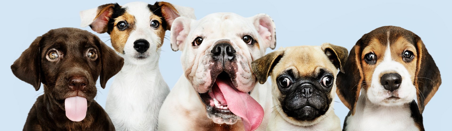 Question Does My Homeowners Insurance Cover My Dog?