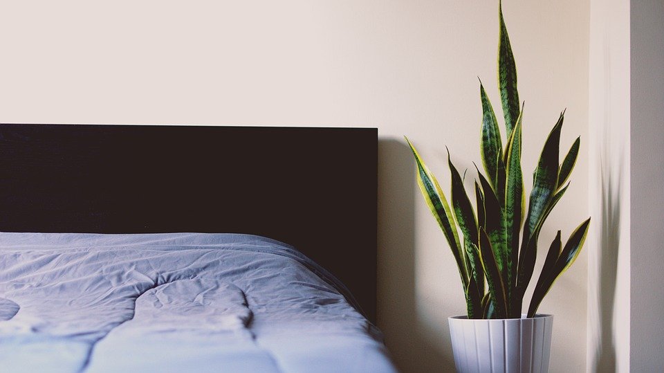 master bedroom plants